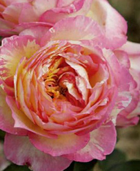 CarnetsRoseChagallDelbard
