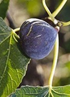 CarnetsFigueSultane