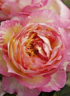 CarnetsRoseChagallDelbard