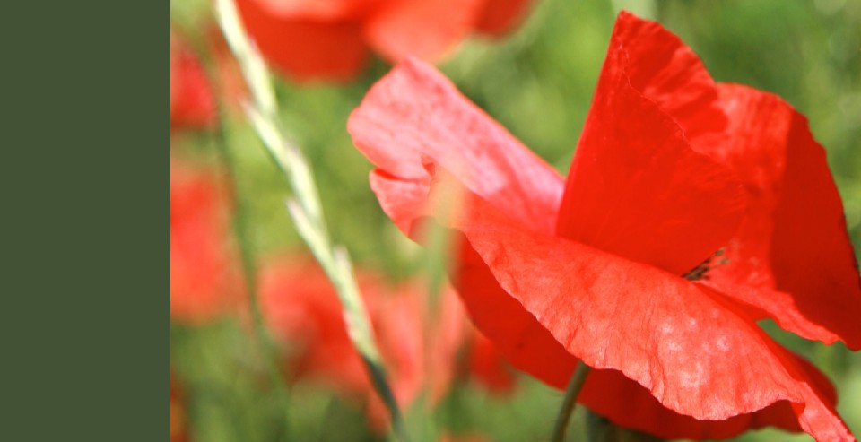 Coquelicot
