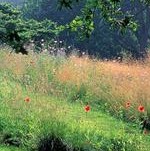 JardinBoisdeMorvilleVarengeville