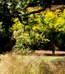 JardinVarengeville2