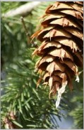 PinterestPommePin1